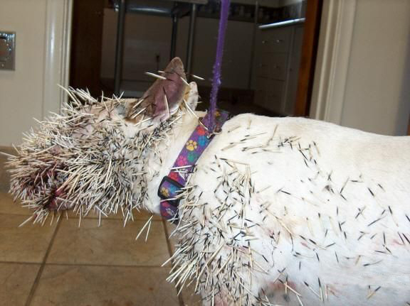 Dogs get Porcupine spined