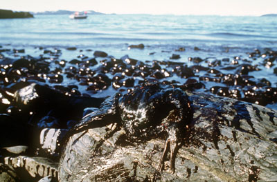 German Press Agency - Oil-Contaminated Bird at the Coast of Alaska (1989)