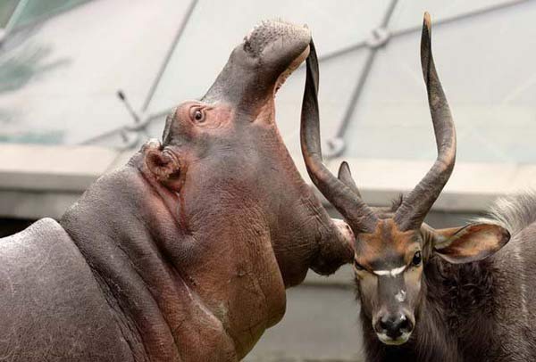 hippo vs antelope