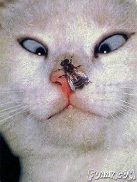 ah a fly get it off!!!