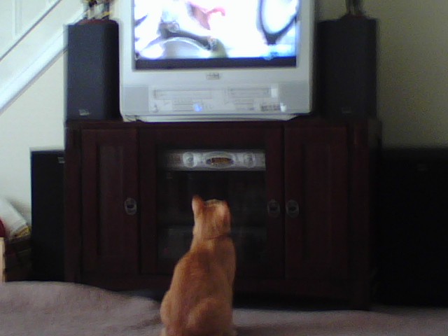 cat watching tv