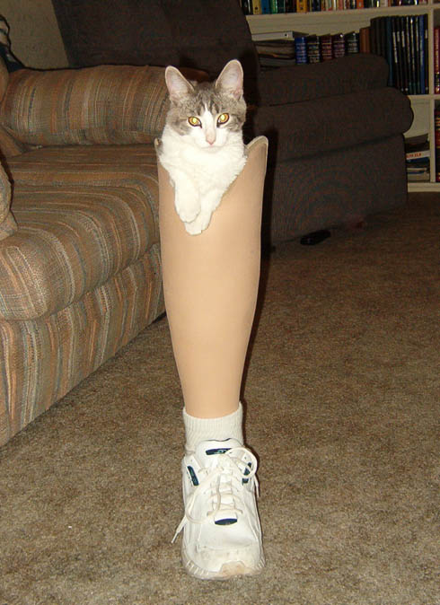 kitty in fake leg