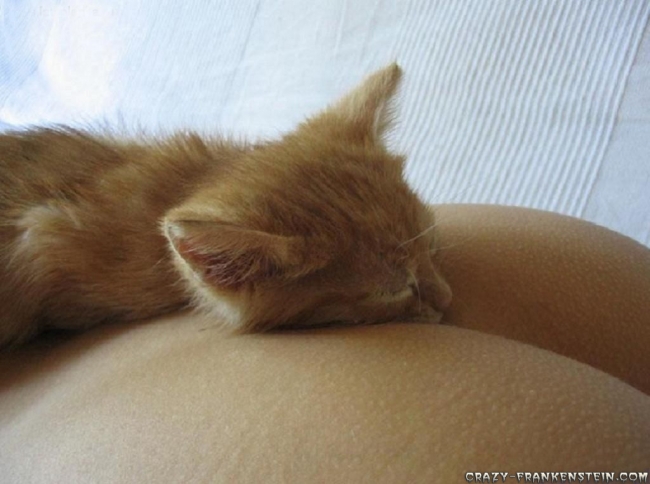 A cat sleeping on a butt.