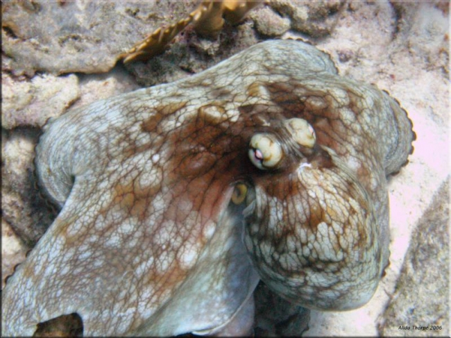 Different types of octopus 1