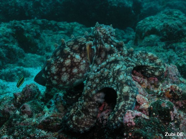 Different types of octopus 1