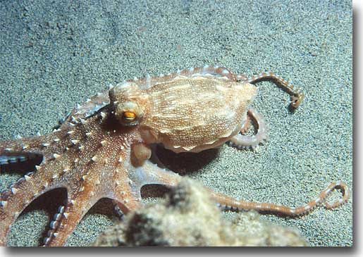 Different types of octopus 2