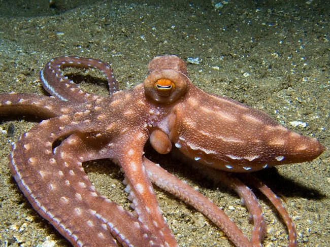 Different types of octopus 2