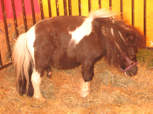 I went to the state fair and found this fella, chillin, eating some hay. I am not sure what it is tho.