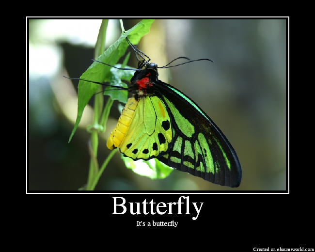 It's a butterfly