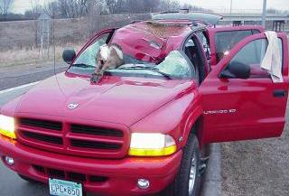 SUV hit deer