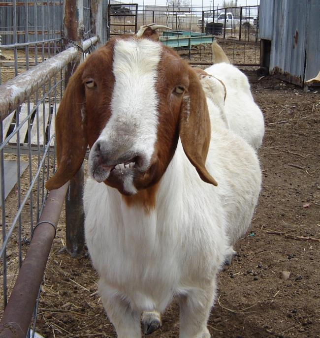 this goat was born on july 4th, loves hot cheetos, and is named greg.
