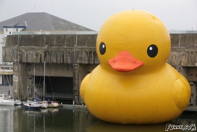 thats a big duck