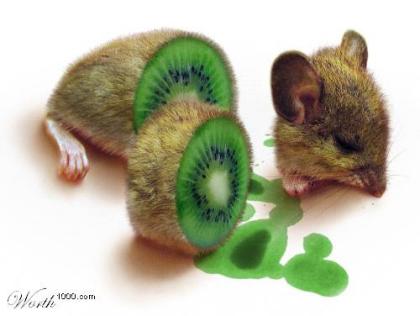 kiwi mouse