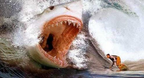Sharks Attacking!