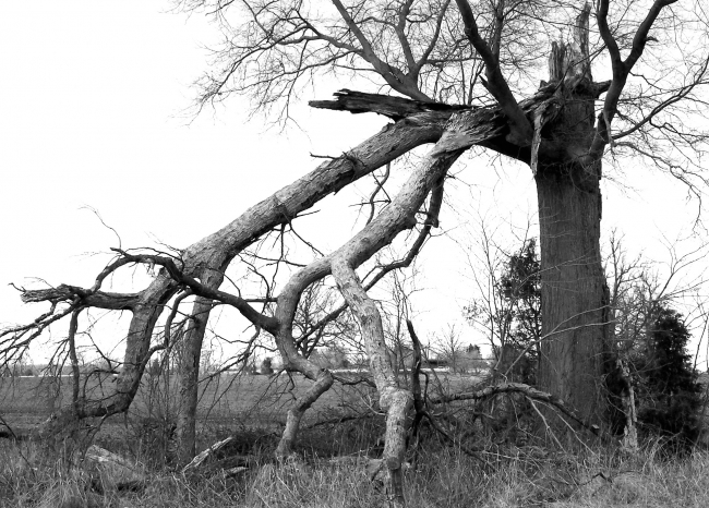 I really didn't see this till after I uploaded from camera...The more I view it the more it appears to be 2 scrawny giraffe-like creatures feeding on the tree they fell from.