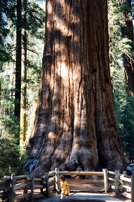 The Worlds Biggest tree