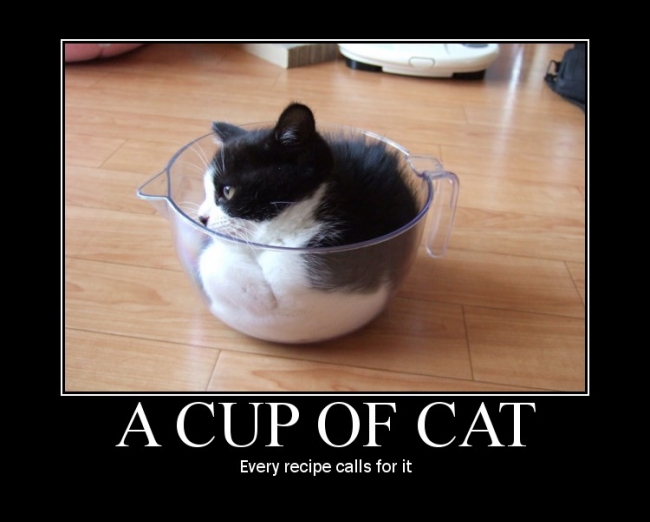 demotivational of a cup of cat