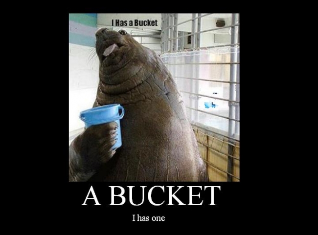 Big seal with a bucket