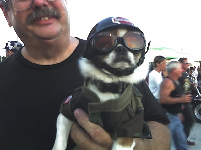 The dogs name is Harley. I saw him at the House of Harley in Clearwater, FL dressed like a biker!