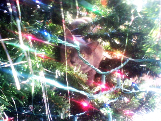Kitty hiding in xmas tree