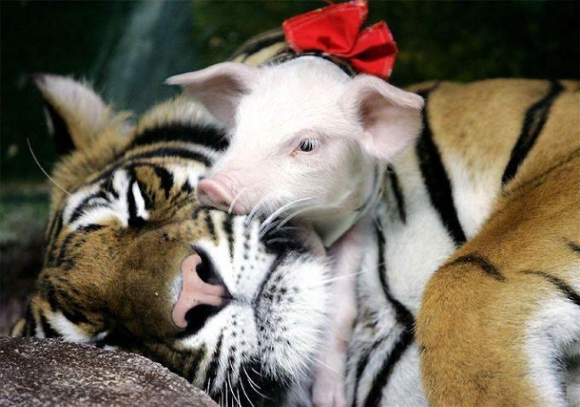 tiger cubs or pork chops?  cute attack!