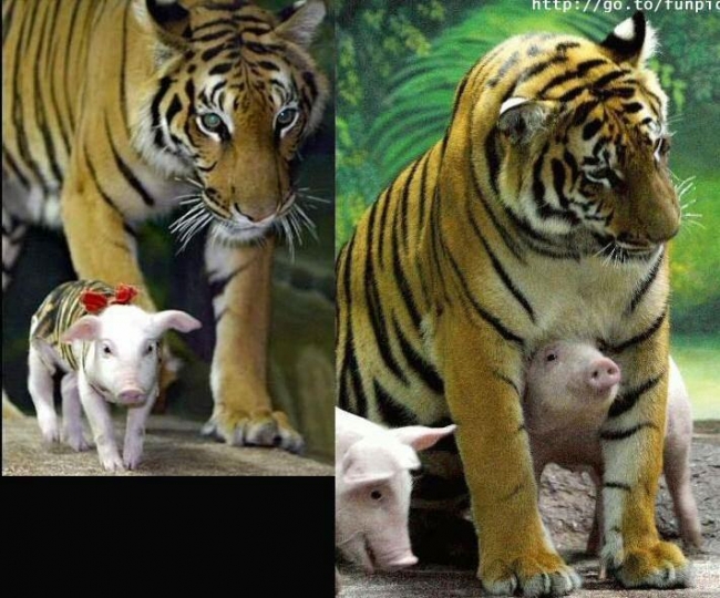 tiger cubs or pork chops?  cute attack!