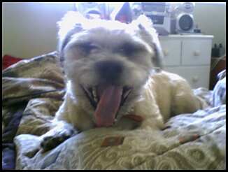 after a nice nap the dog decides to yawn