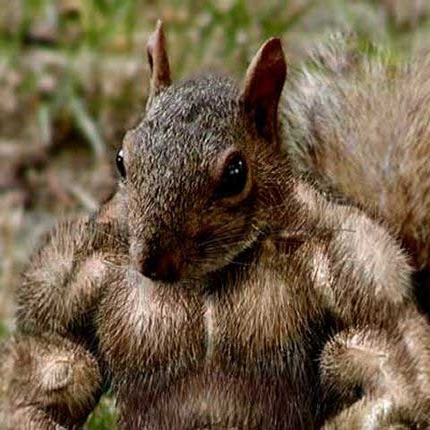 animals on steroids  D