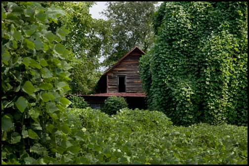 Vine Covered Houses