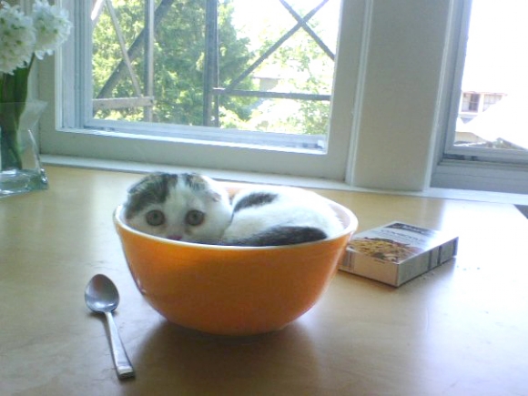 Cute kittie in a bowl