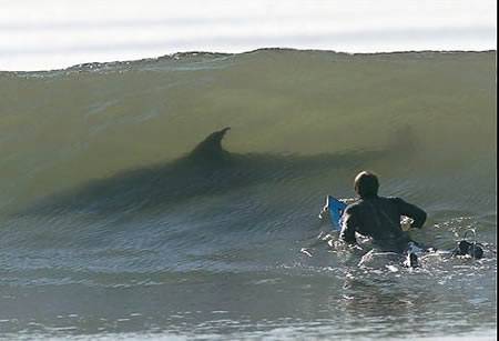 Surfer an the Shark