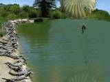 Parachutist about to land in Gator Pit... OOOuch