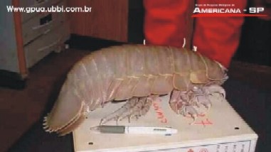 Giant Roach...Sea Creature?
