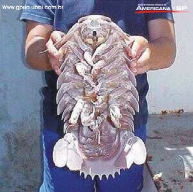 Giant Roach...Sea Creature?