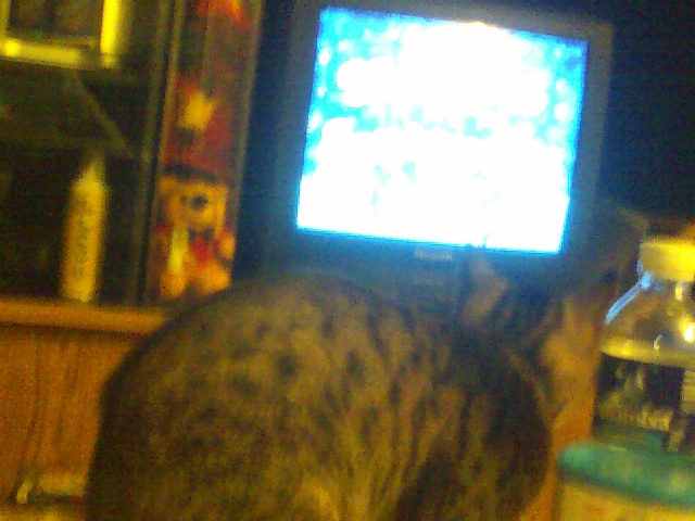 pepe watching t.v. when we were away-its cartoons