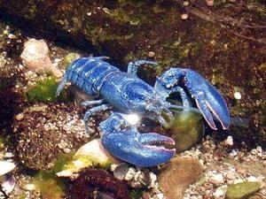 Some Rare Blue Lobster