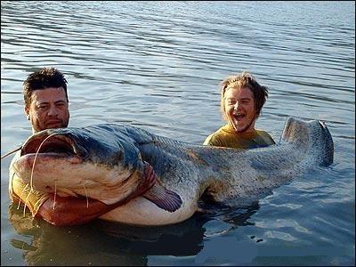 The Biggest Catfish Ive Ever Seen