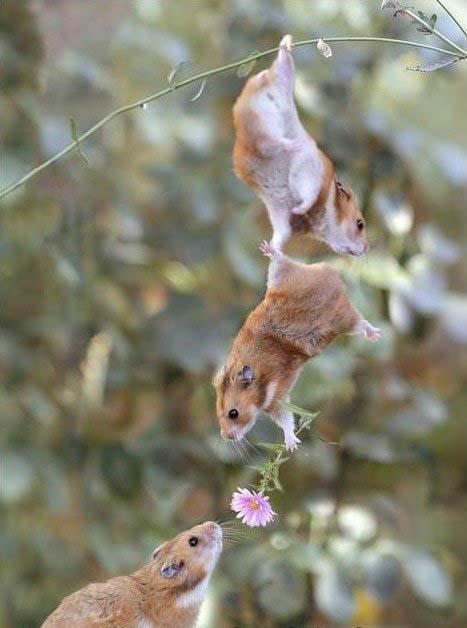 Some Rodents Giving a Flower To Another Rodent
