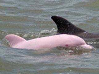 A Really Rare Pink Dolphin