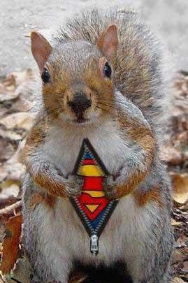 Squirrel By Day, Super Hero By Night