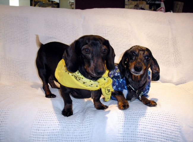 My two cute Dachshunds, posing for the camera