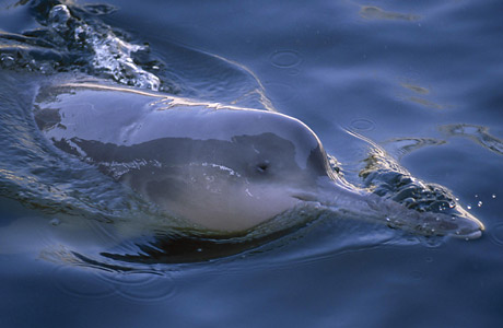 Yangtze River Dolphin Extinction