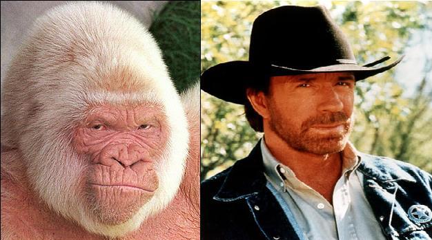 chuck norris and his look alike