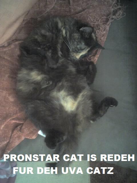 Pronstar cat is ready peeps