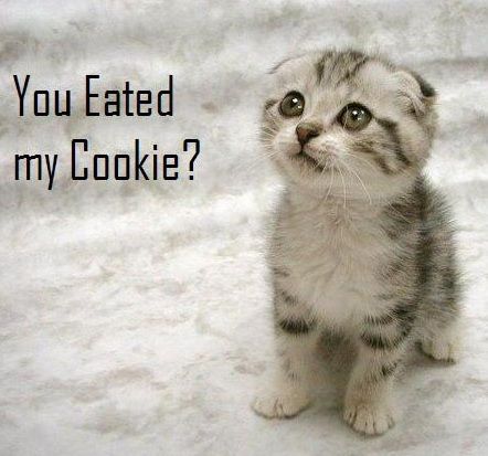 someone eated this cat's cookie :