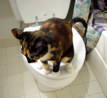 Kitties On The Toilet