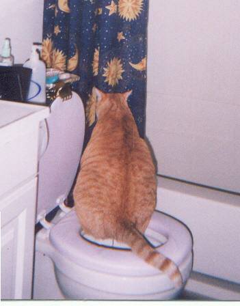 Kitties On The Toilet