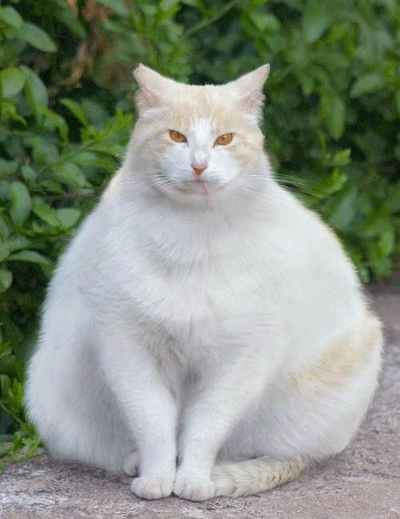 Fat Cats!