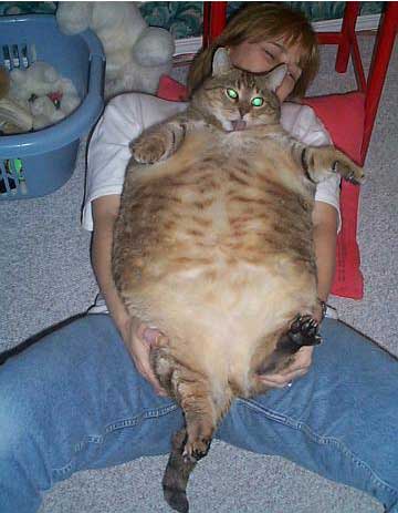 Fat Cats!