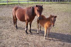 Pygmy Animals